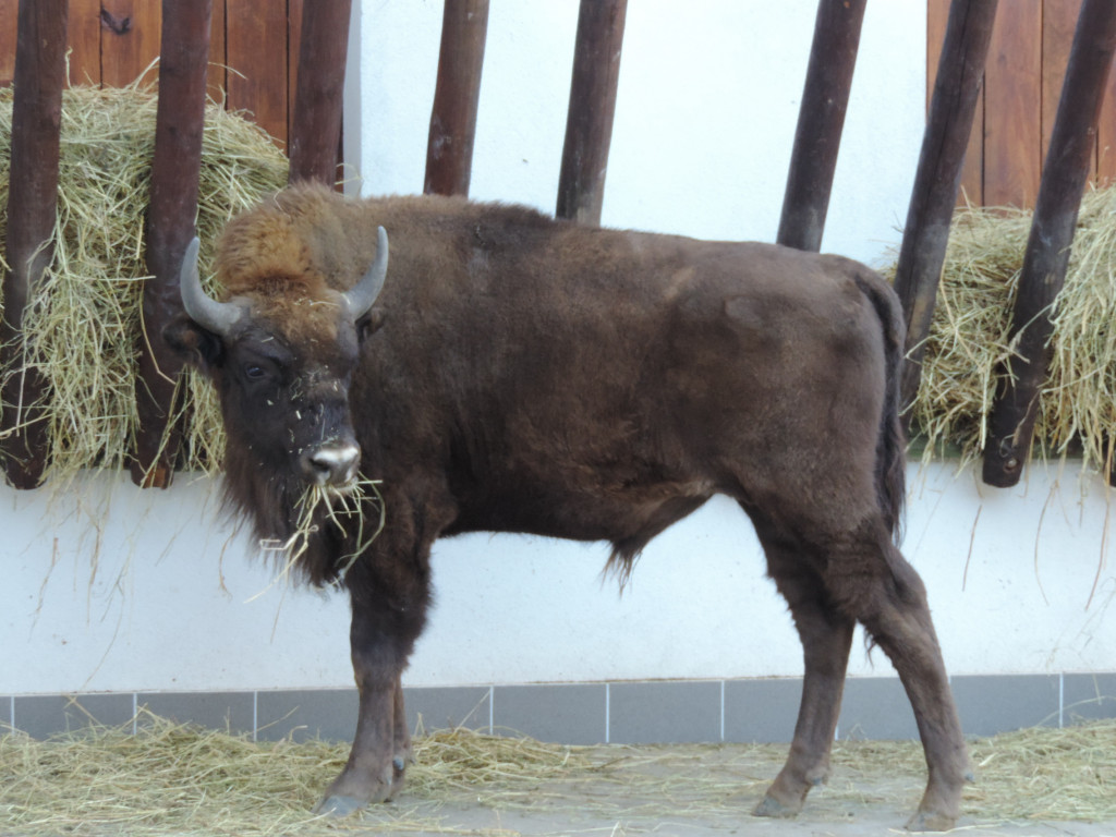 Zagroda się rozrasta