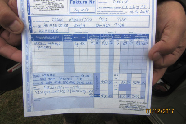 Zarybianie PZW