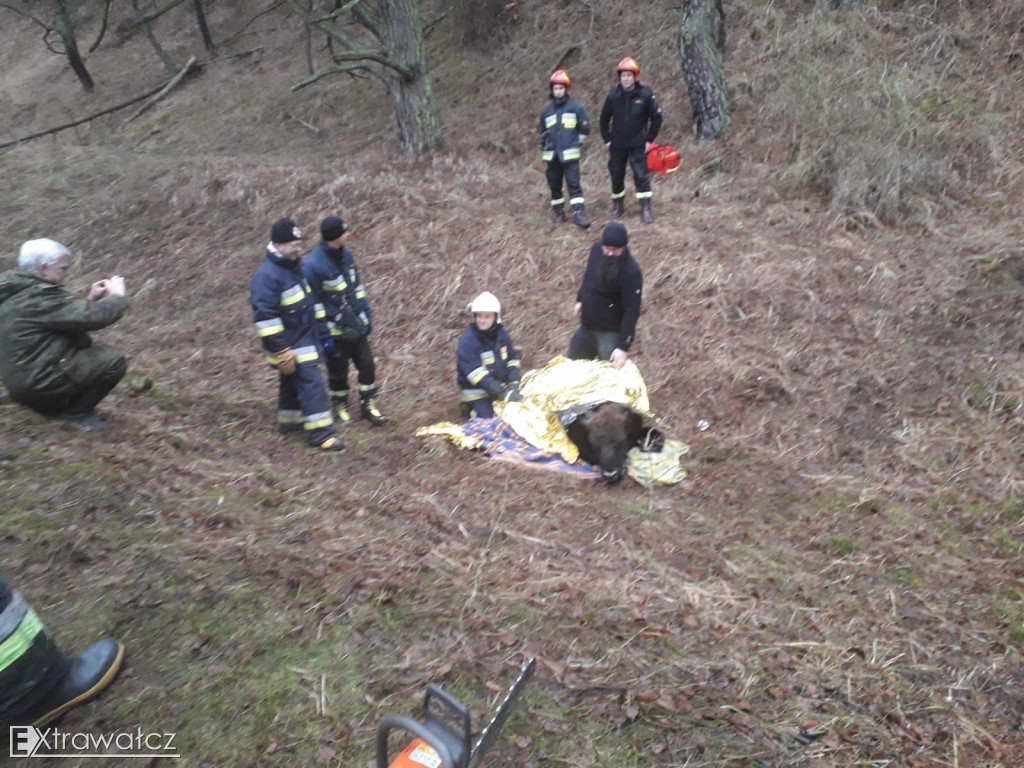 Strażacy uratowali żubra