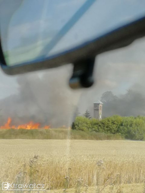 Plaga pożarów