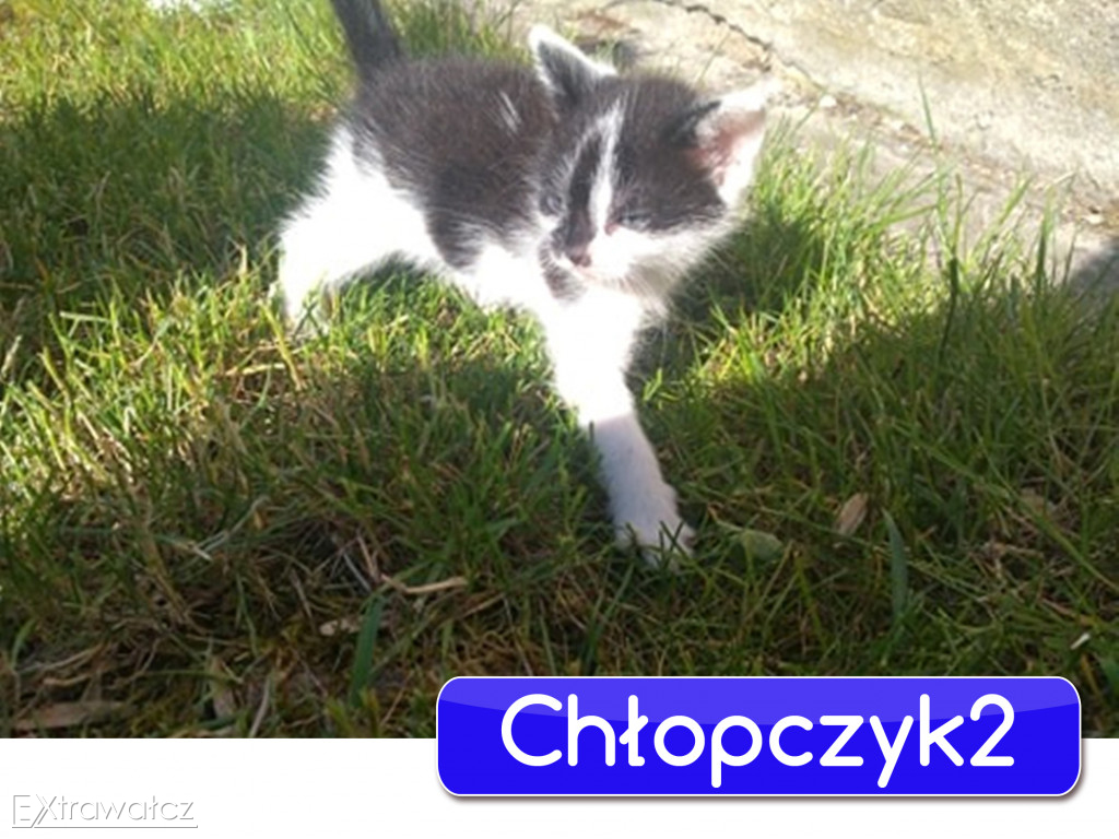 Kocięta szukają kochających domów