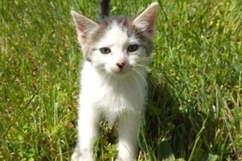 Kocięta szukają kochających domów