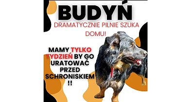 Budyń szuka domu! -11119