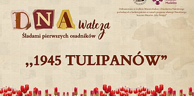 "1945 tulipanów" - DNA Wałcza-11236