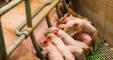 Bioasekuracja w gospodarstwie – jak działa sucha dezynfekcja i kiedy ją stosować?-13368
