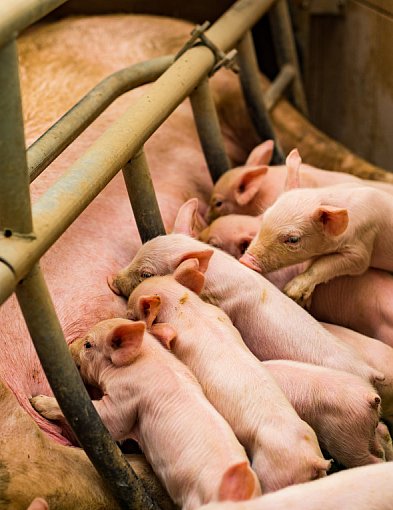Bioasekuracja w gospodarstwie – jak działa sucha dezynfekcja i kiedy ją stosować?-13368