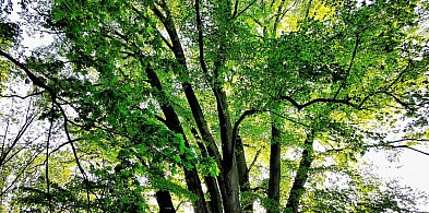 Pilne. Ostatni dzień głosowania -13758