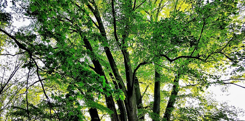Pilne. Ostatni dzień głosowania  - 13758