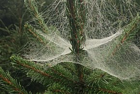 Kupujesz żywą choinkę na święta? Ten szczegół łatwo przeoczyć-15110