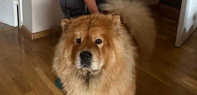 Najczęściej popełniane błędy w kontakcie z psem-14720