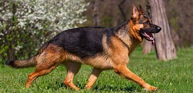 Które rośliny w domu zagrażają kotu lub psu?