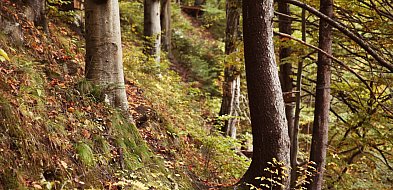 Masz las na sprzedaż? Lasy Państwowe czekają na Twoją ofertę!