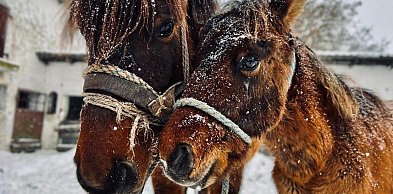 Wspieranie zwierząt jako wyraz odpowiedzialności społecznej