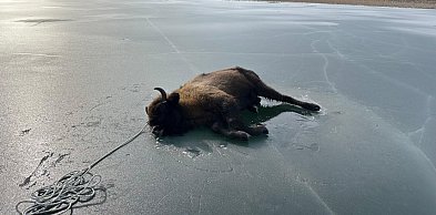 Uratowano młodą żubrzycę!