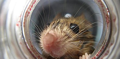 Czy ultradźwiękowe odstraszacze myszy są bezpieczne dla domowych zwierząt?