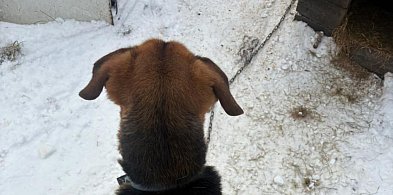 64 latek, trzymał psa na łańcuchu bez dostępu do wody-15274