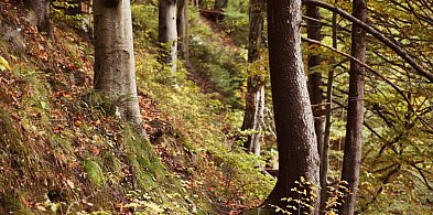 Masz las na sprzedaż? Lasy Państwowe czekają na Twoją ofertę!