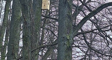 Niebo nad Powiatem Wałeckim szuka nowych lokatorów. Setki darmowych budek do rozda-15268