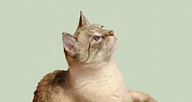 Czy kot może się nauczyć komend? Krótki poradnik-15280