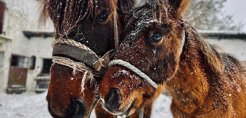 Wspieranie zwierząt jako wyraz odpowiedzialności społecznej