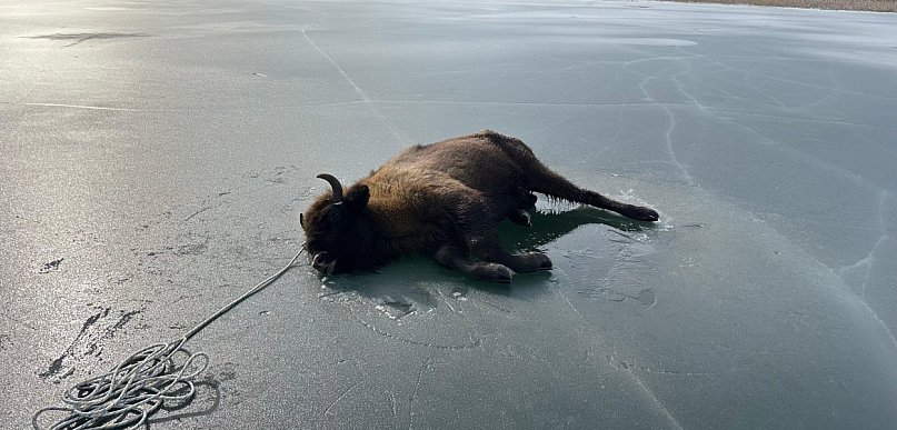 Uratowano młodą żubrzycę!