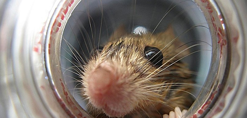 Czy ultradźwiękowe odstraszacze myszy są bezpieczne dla domowych zwierząt?