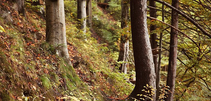 Masz las na sprzedaż? Lasy Państwowe czekają na Twoją ofertę!