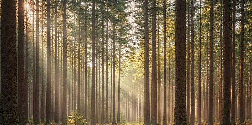 Działka z aleją lipową szuka właściciela. Nadleśnictwo Wałcz ogłasza