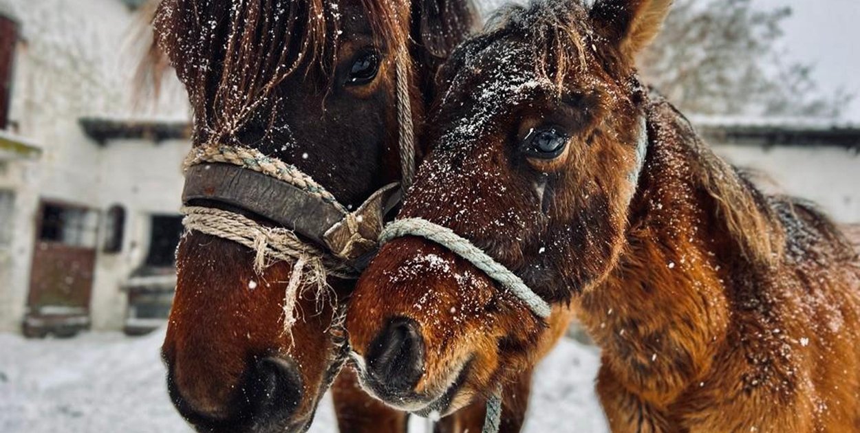 Wspieranie zwierząt jako wyraz odpowiedzialności społecznej