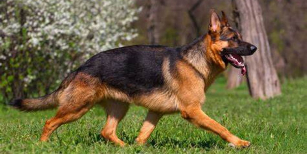 Które rośliny w domu zagrażają kotu lub psu?