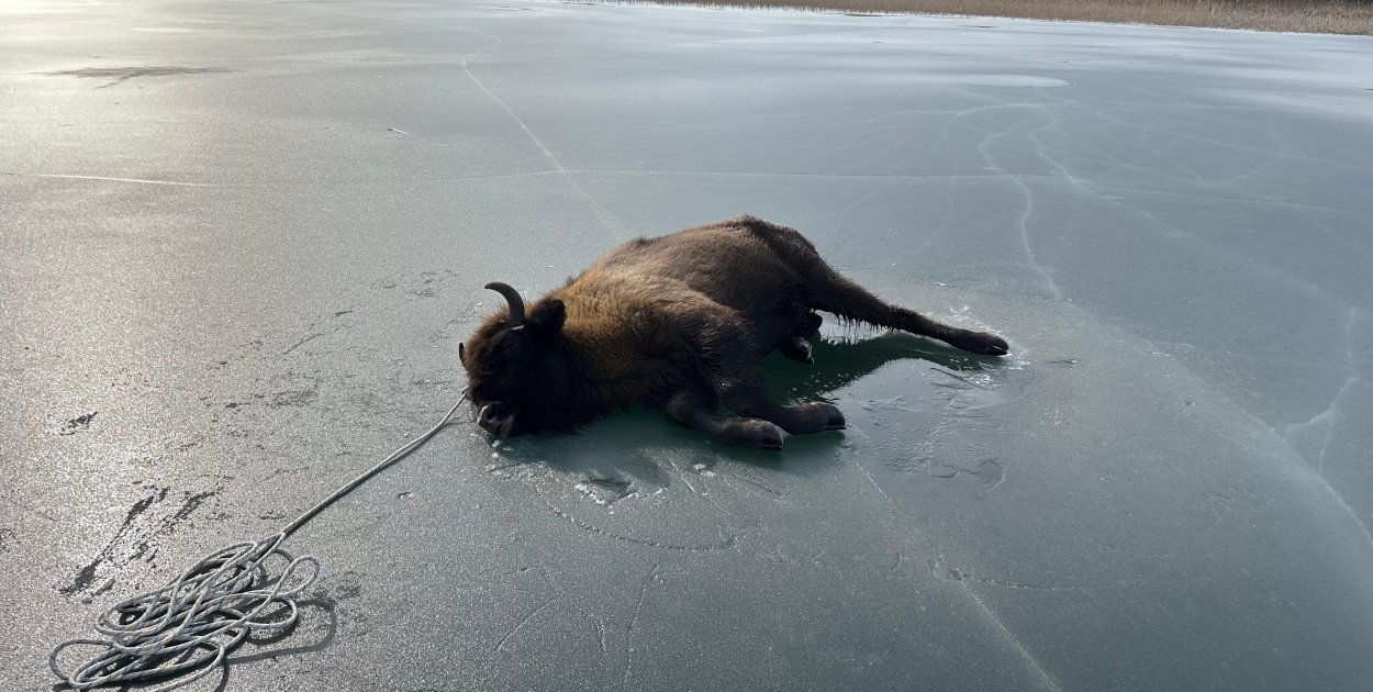 Uratowano młodą żubrzycę!